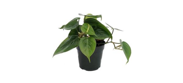 best Heart Leaf Philodendron