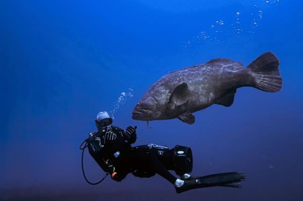 巨大的石斑鱼，佛罗里达潜水者的快乐，现在“脆弱”