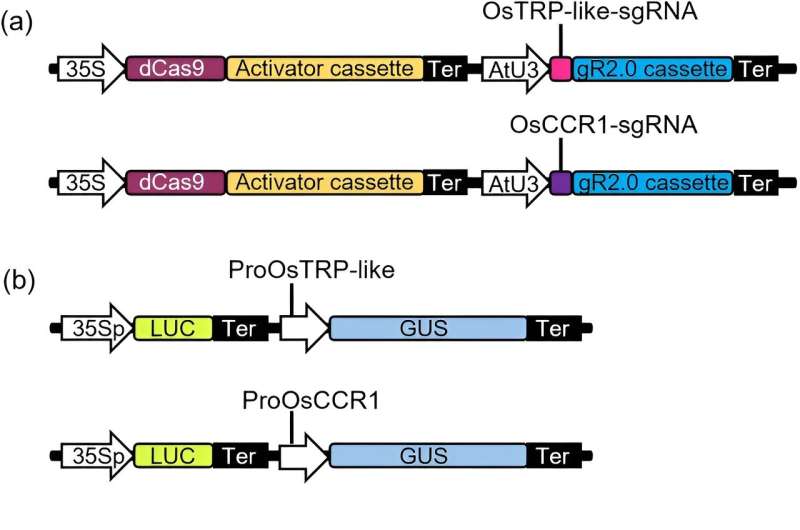 释放杨树的遗传潜力:利用CRISPR进行精确基因组编辑的新时代