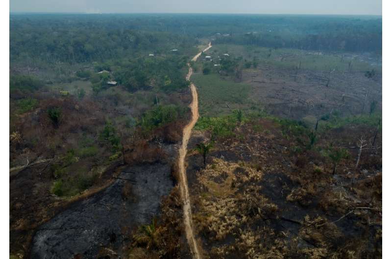 巴西亚马逊地区的森林砍伐在一年内下降了22%