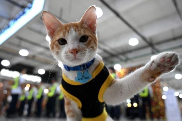 爪巡逻:菲律宾保安收养流浪猫