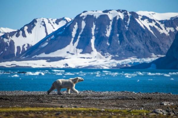 Study: Global warming forced Greenland’s polar bears to adapt