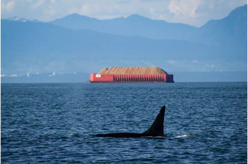 英国鲸鱼和海豚体内的有毒化学物质超过了安全限度