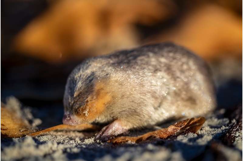 87年后在南非发现害羞的金鼹鼠