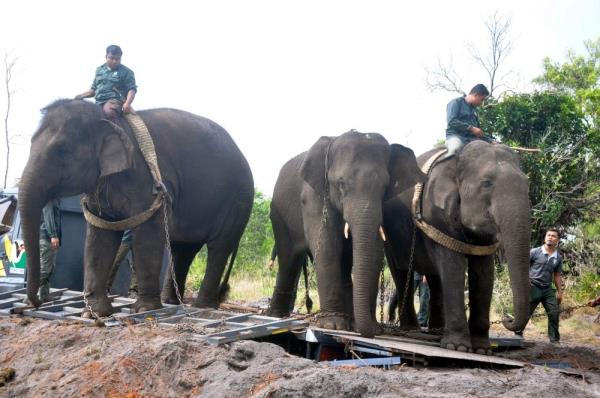 登嘉奴Perhilitan重新安置在坦比拉漫游的野生大象