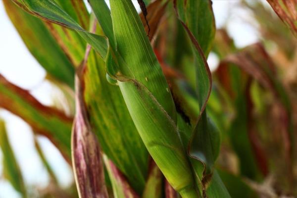 随着气候变化，一种叶蝉虫困扰着阿根廷的玉米田
