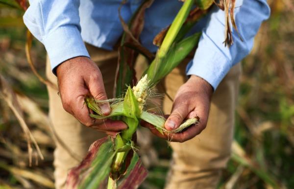 Fernando Flores, entomologist at the Natio<em></em>nal Institute of Agricultural Technology (INTA), checks corn affected by leafhoppers on an INTA'S experimental field, in Marcos Juarez, Cordoba, Argentina April 20, 2024.  — Reuters pic  