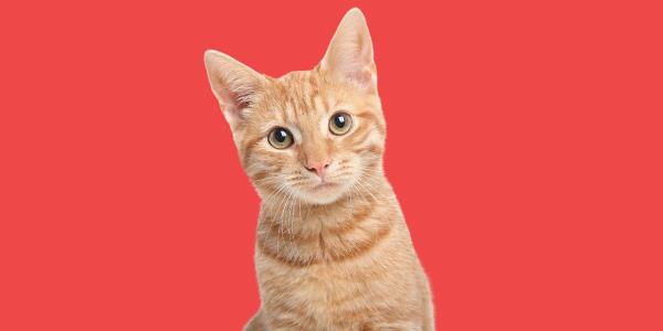 Orange cat on red background