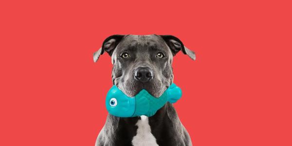 Dog with toy in mouth on red background
