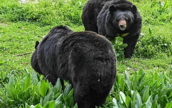 Men or bears? Women’s safety debate pops on social media