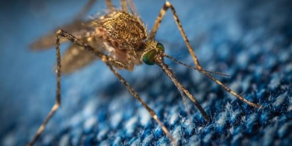 三种自然的方法可以让蚊子远离海湾