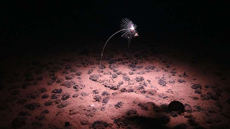 深海矿藏之谜：富含矿物质的神秘结核的探索与挑战