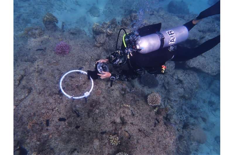 创新成像技术助力揭秘大堡礁小珊瑚的生命力