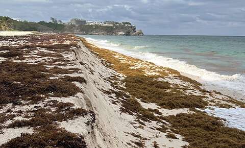 海滩入侵者：臭气四溢的海藻即将向北蔓延，你准备好了吗？