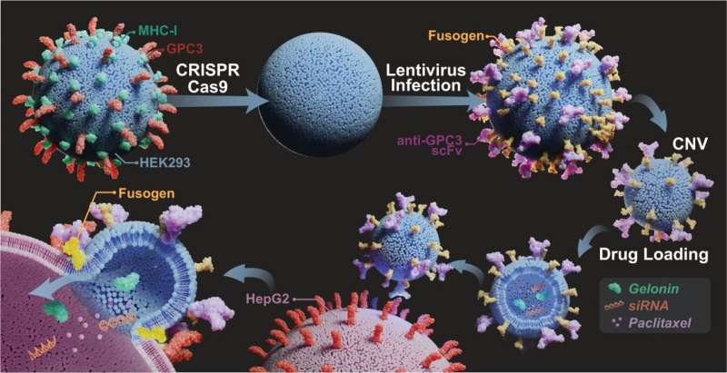 基因工程囊泡：揭示癌症治疗新篇章！更精准靶向癌细胞的研究成果