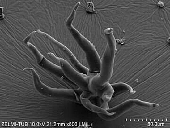 揭秘神秘微生物：揭示最古老的3D保存奇迹！